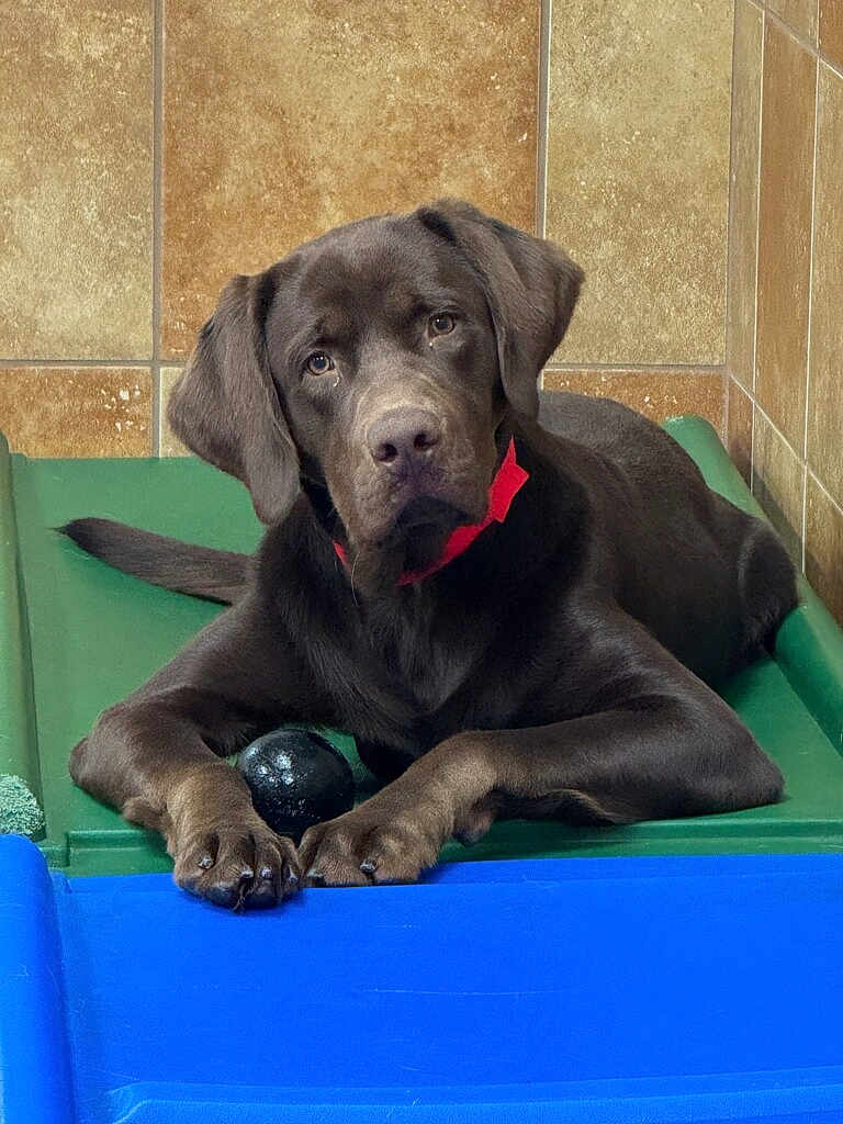 Ben Bush joined the competition — help win amazing prizes! dog, puppy, labrador, brown_dog, pet, indoor, toy, ball, resting, green_bed, tile_wall, looking, cute, animal, companion, young_dog, playful, canine, paw, collar