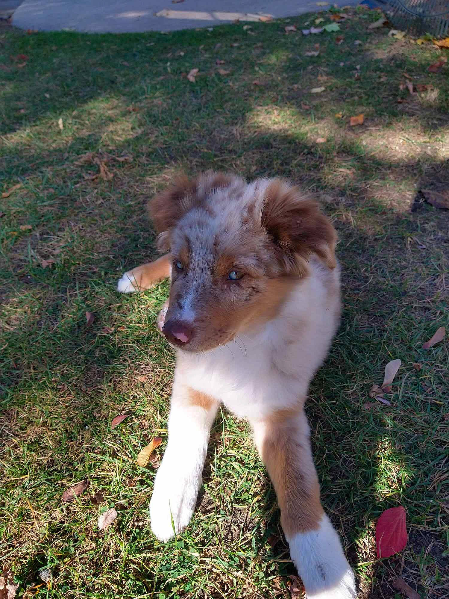 Fenrir joined the competition — help win amazing prizes! australian_shepherd, carnivore, companion_dog, dog, dog_breed, fawn, fur, grass, plant, soil, sporting_group, tail, terrestrial_animal, working_animal, working_dog