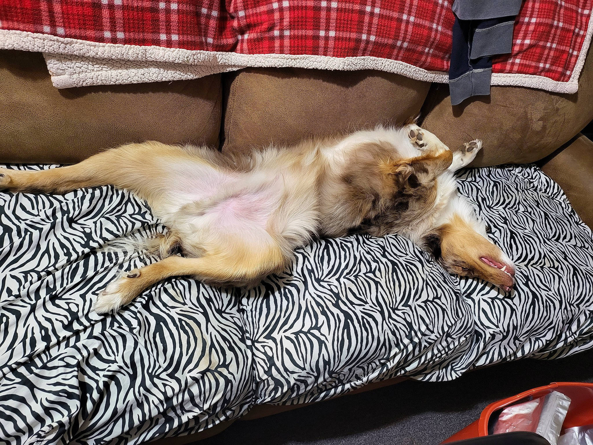 Fenrir joined the competition — help win amazing prizes! carnivore, comfort, companion_dog, dog, dog_breed, domestic_short_haired_cat, fawn, felidae, fur, human_leg, linens, mammal, pattern, paw, plaid, small_to_medium_sized_cats, tail, tartan, textile, whiskers