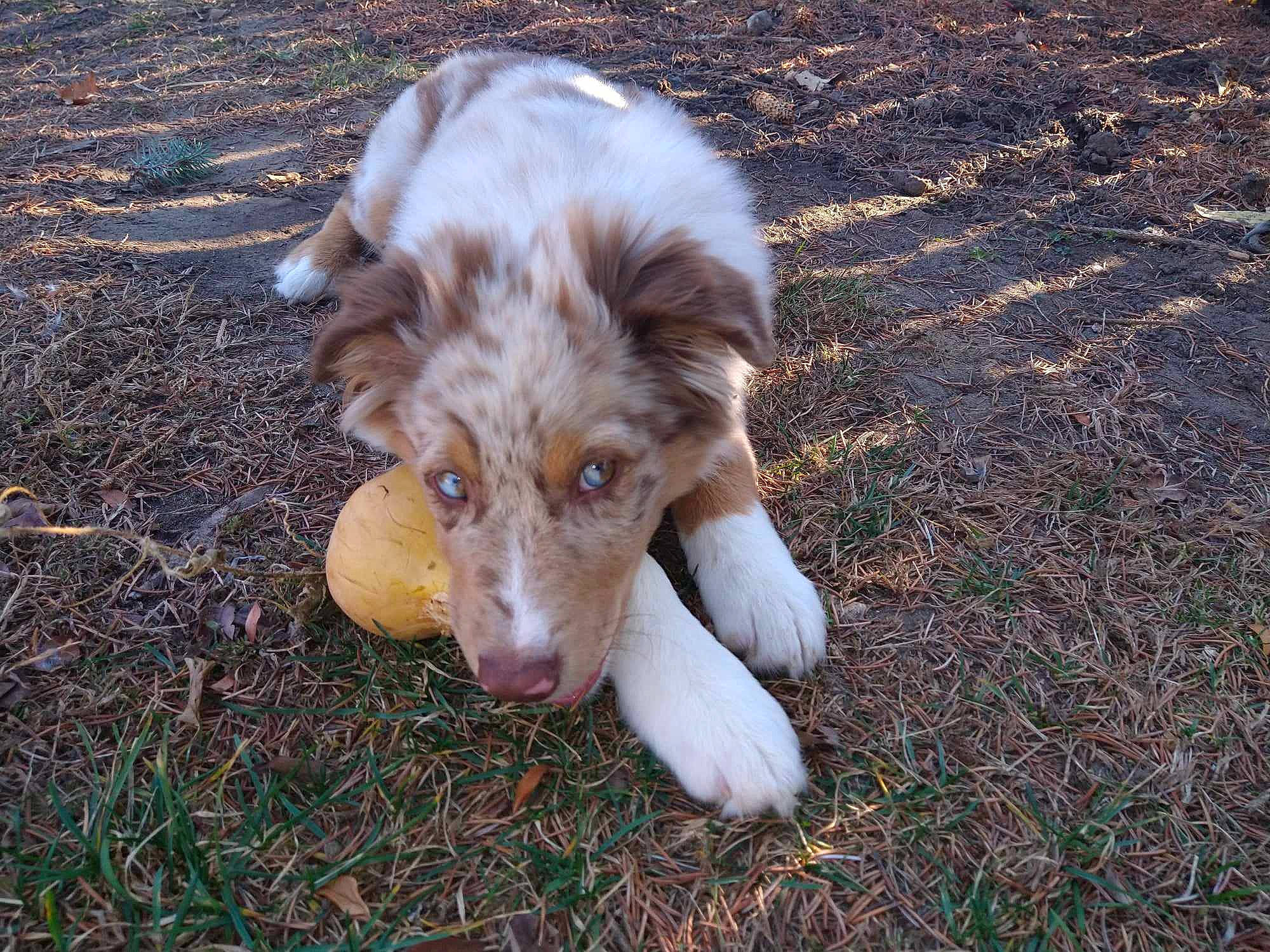 Fenrir joined the competition — help win amazing prizes! canidae, carnivore, companion_dog, dog, dog_breed, fawn, fur, grass, herding_dog, snout, soil, sporting_group, terrestrial_animal, whiskers, working_animal, working_dog