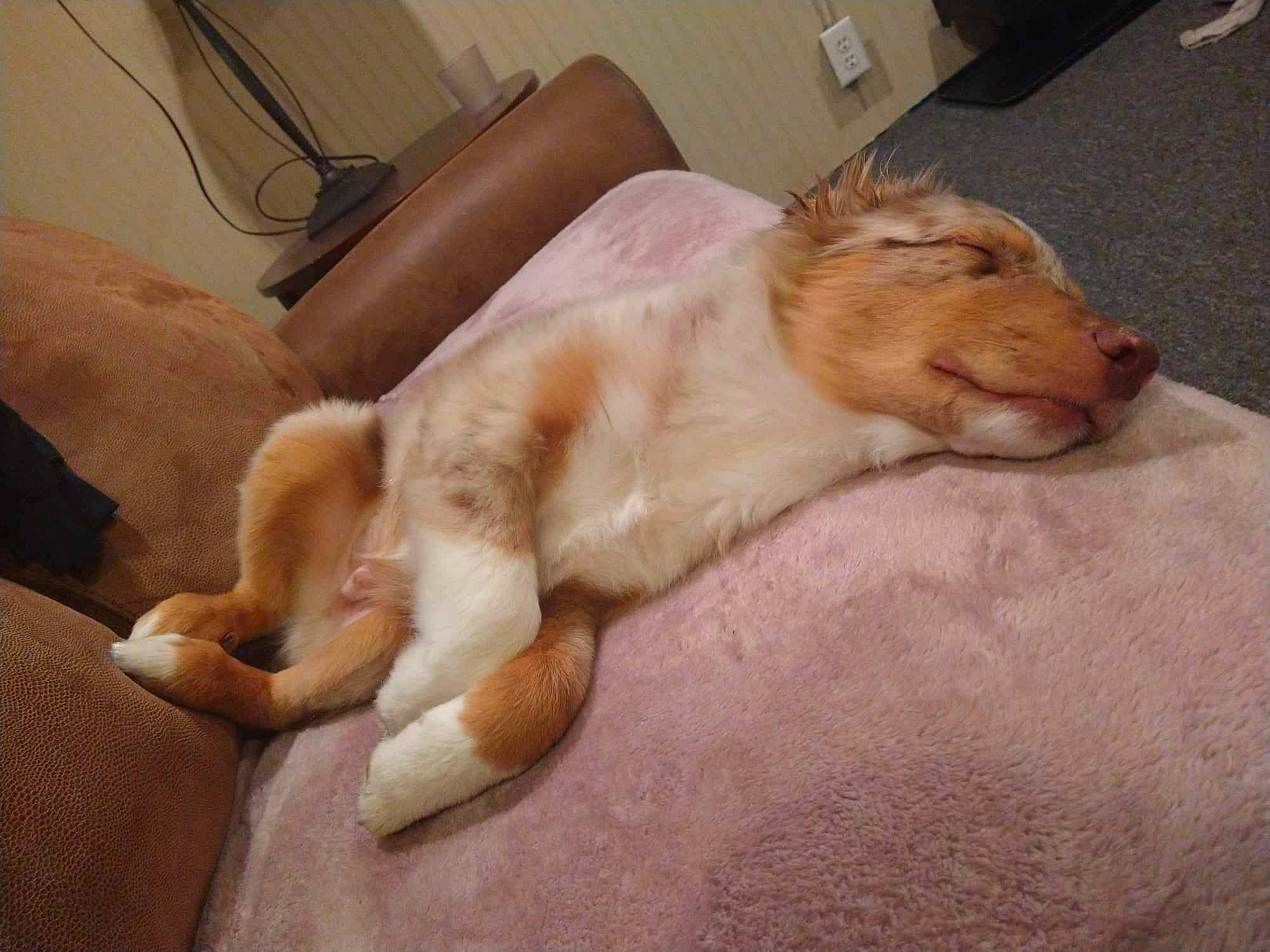 Fenrir joined the competition — help win amazing prizes! canidae, carnivore, comfort, companion_dog, couch, dog, dog_breed, duvet, fawn, felidae, fur, liver, nap, paw, small_to_medium_sized_cats, snout, sporting_group, tail, whiskers, working_animal