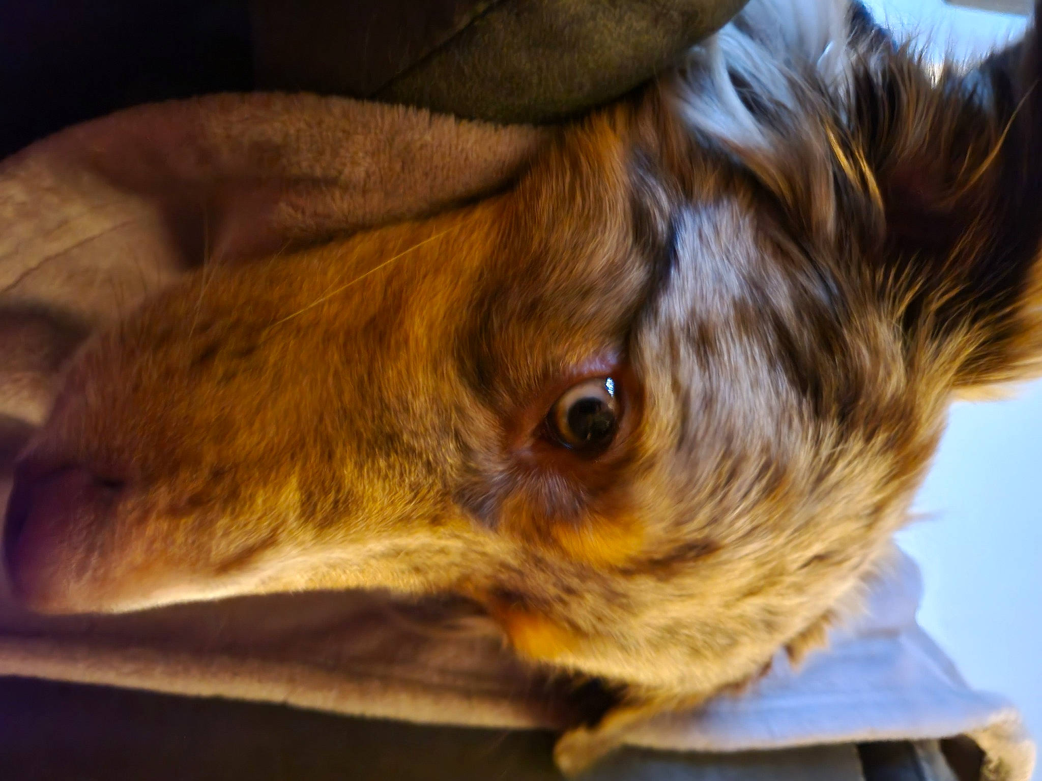 Fenrir is registered to the contest to win money with this photo: canidae, carnivore, companion_dog, dog, dog_breed, ear, eyelash, fawn, fur, guard_dog, liver, puppy, snout, sporting_group, toy_dog, whiskers, wildlife, wood, working_animal, wrinkle