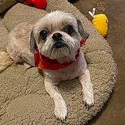 Kiwi joined the competition — help win amazing prizes! dog, small_dog, shih_tzu, pet, animal, fluffy, white_fur, red_bandana, collar, portrait, close_up, lying_down, bed, pet_bed, indoor, home, toy, yellow_toy, cozy, cute