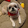 animal, bed, close_up, collar, cozy, cute, dog, fluffy, home, indoor, lying_down, pet, pet_bed, portrait, red_bandana, shih_tzu, small_dog, toy, white_fur, yellow_toy