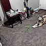 dog, husky, cat, carpet, vacuum_cleaner, chair, pizza_box, paint_can, wall, door, floor, leash, pet, indoor, relaxed, grey_cat, brown_dog, household_items, furniture, room