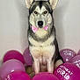 dog, husky, bow_tie, pink, balloons, birthday, celebration, pet, animal, indoor, portrait, cute, festive, party, sitting, decoration, adorable, fur, canine, face