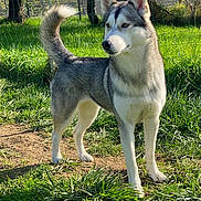 Loona a rejoint le concours — aidez-le/la à gagner de superbes lots ! dog, siberian_husky, outdoor, grass, sunlight, fur, pet, animal, canine, tail, ears, alert, nature, daylight, park, fence, tree, muzzle, standing, looking_away