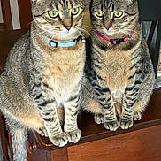 Rascal Tigger is registered to the contest to win money with this photo: cat, cats, tabby_cat, feline, pet, pair, sitting, wooden_table, collar, blue_collar, pink_collar, green_eyes, whiskers, paws, indoor, furniture, lamp, close_up, portrait, stripes