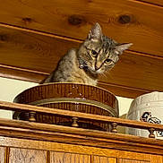 Tigger joined the competition — help win amazing prizes! cat, wooden_bowl, wooden_shelf, wood_paneling, indoor, curious, pet, feline, animal, domestic, brown, ear, whiskers, collar, decor, vintage, furniture, looking_down, closeup, household