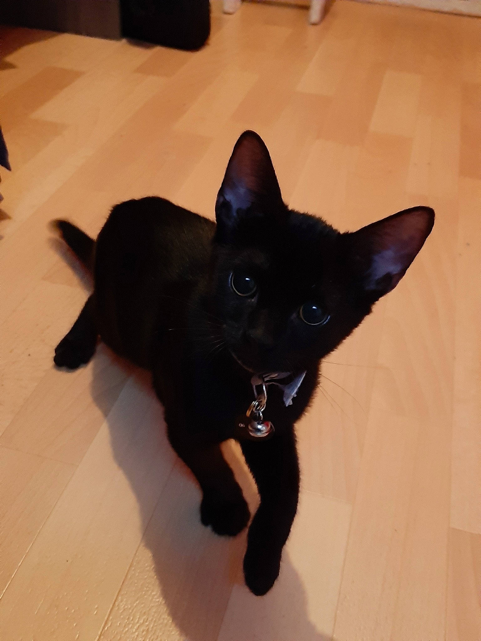 Kit-kat participe au concours pour gagner de l'argent avec cette photo : asian, black, black_cat, bombay, burmese, canidae, carnivore, cat, dog_breed, felidae, havana_brown, mammal, oriental_shorthair, small_to_medium_sized_cats, snout, tail, vertebrate, whiskers