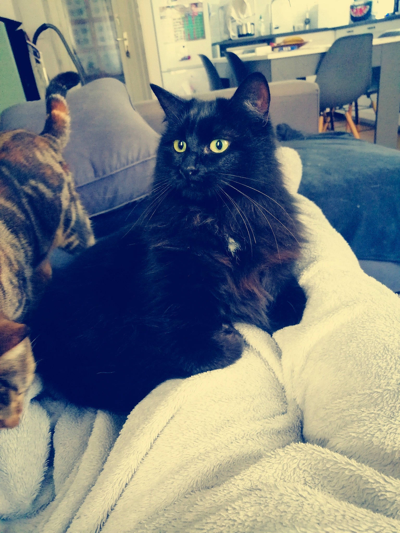 Ebène a rejoint le concours — aidez-le/la à gagner de superbes lots ! black_cat, carnivore, cat, comfort, couch, domestic_short_haired_cat, electric_blue, eye, felidae, fur, grey, human_leg, lap, living_room, room, sitting, small_to_medium_sized_cats, tail, tints_and_shades, whiskers