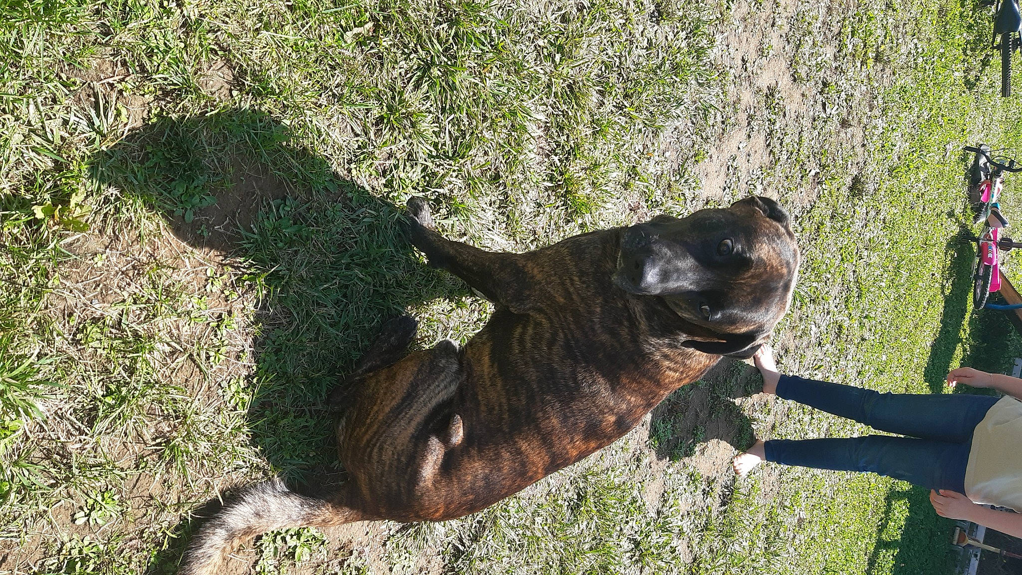 Nigloo participe au concours pour gagner de l'argent avec cette photo : art, bear, canidae, carnivore, companion_dog, dog, dog_breed, fawn, grass, plant, reptile, sculpture, shadow, snout, sporting_group, tail, terrestrial_animal, tree, trunk, working_animal