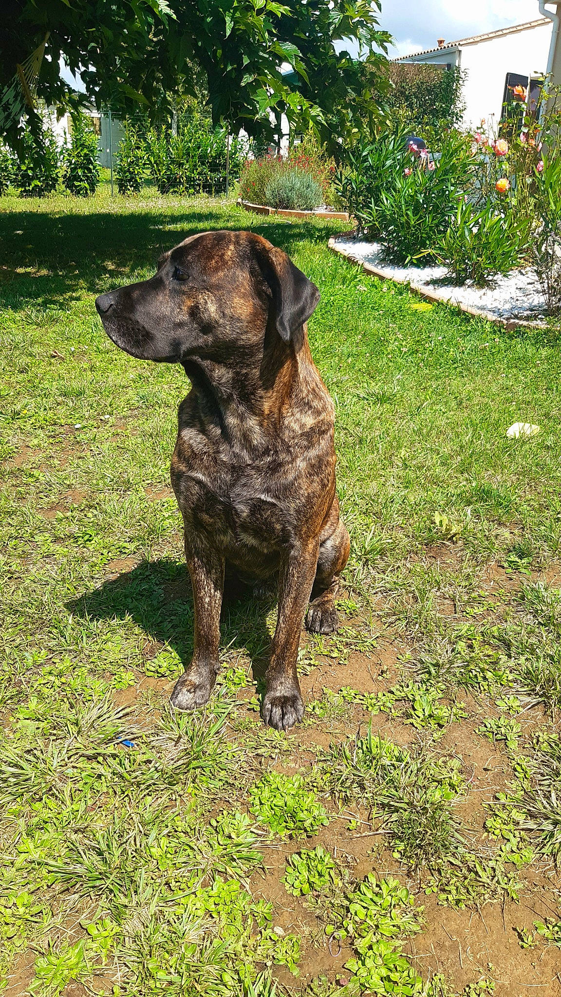 Nigloo participe au concours pour gagner de l'argent avec cette photo : borador, carnivore, collar, companion_dog, dog, dog_breed, dog_collar, fawn, grass, groundcover, guard_dog, gun_dog, liver, plant, sporting_group, tail, terrestrial_animal, tree, working_animal, working_dog