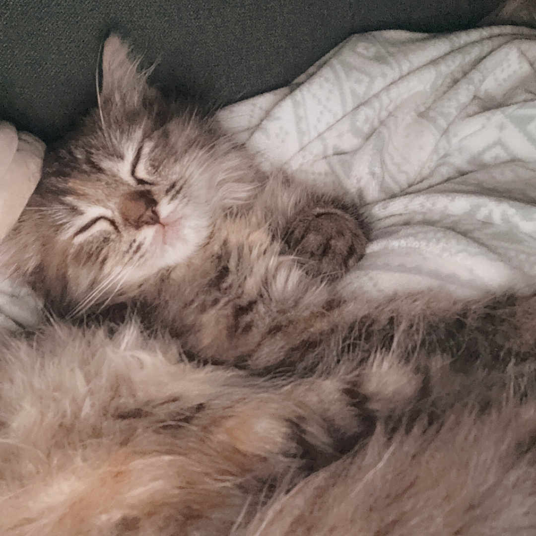 Skya participe au concours pour gagner de l'argent avec cette photo : abyssinian, angora, animal, blanket, cat, clothing, couch, fur, furniture, kitten, manx, person, pet, siamese, sleeping