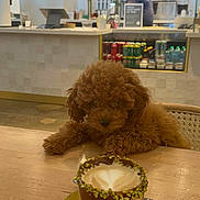 Jaluke joined the competition — help win amazing prizes! barista, beverage, brown, cafe, coffee, counter, cup, curly_fur, decor, dog, drink, foam_art, food, indoor, latte, pet, puppy, spoon, table, wooden_table
