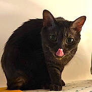 Hector participe au concours pour gagner de l'argent avec cette photo : cat, black_cat, pet, animal, tongue_out, ironing_board, indoor, feline, cute, playful, whiskers, ears, fur, domestic_animal, table, household, looking, sitting, closeup, shadow