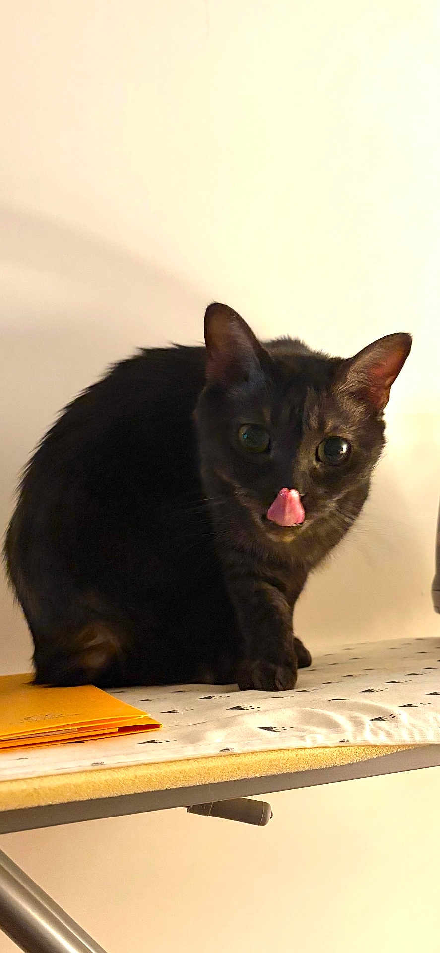 Hector participe au concours pour gagner de l'argent avec cette photo : cat, black_cat, pet, animal, tongue_out, ironing_board, indoor, feline, cute, playful, whiskers, ears, fur, domestic_animal, table, household, looking, sitting, closeup, shadow