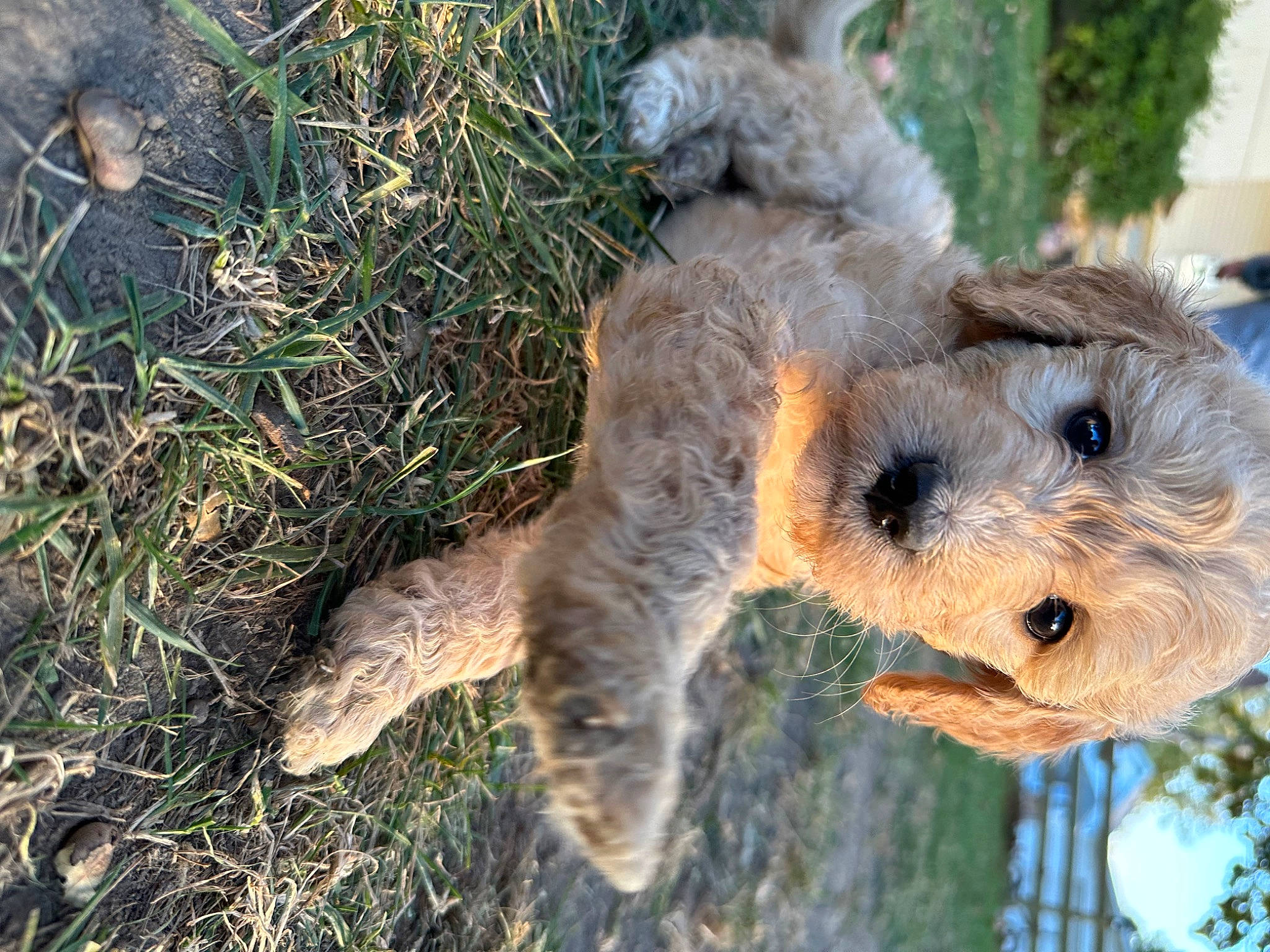 Sally is registered to the contest to win money with this photo: airedale_terrier, art, canidae, carnivore, companion_dog, dog_breed, event, fawn, fur, grass, groundcover, snout, soil, stuffed_toy, tail, terrestrial_animal, terrier, toy, trunk, working_animal