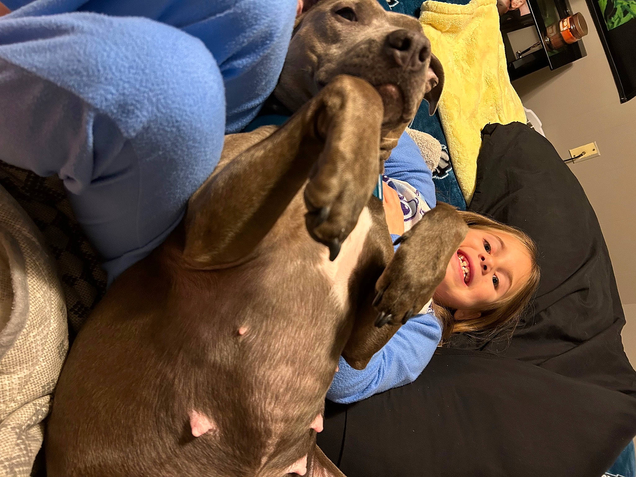 Makenzie joined the competition — help win amazing prizes! canidae, carnivore, comfort, companion_dog, dog, dog_breed, ear, fawn, fur, gesture, guard_dog, hound, liver, mammal, pack_animal, person, smile, snout, sporting_group, working_animal