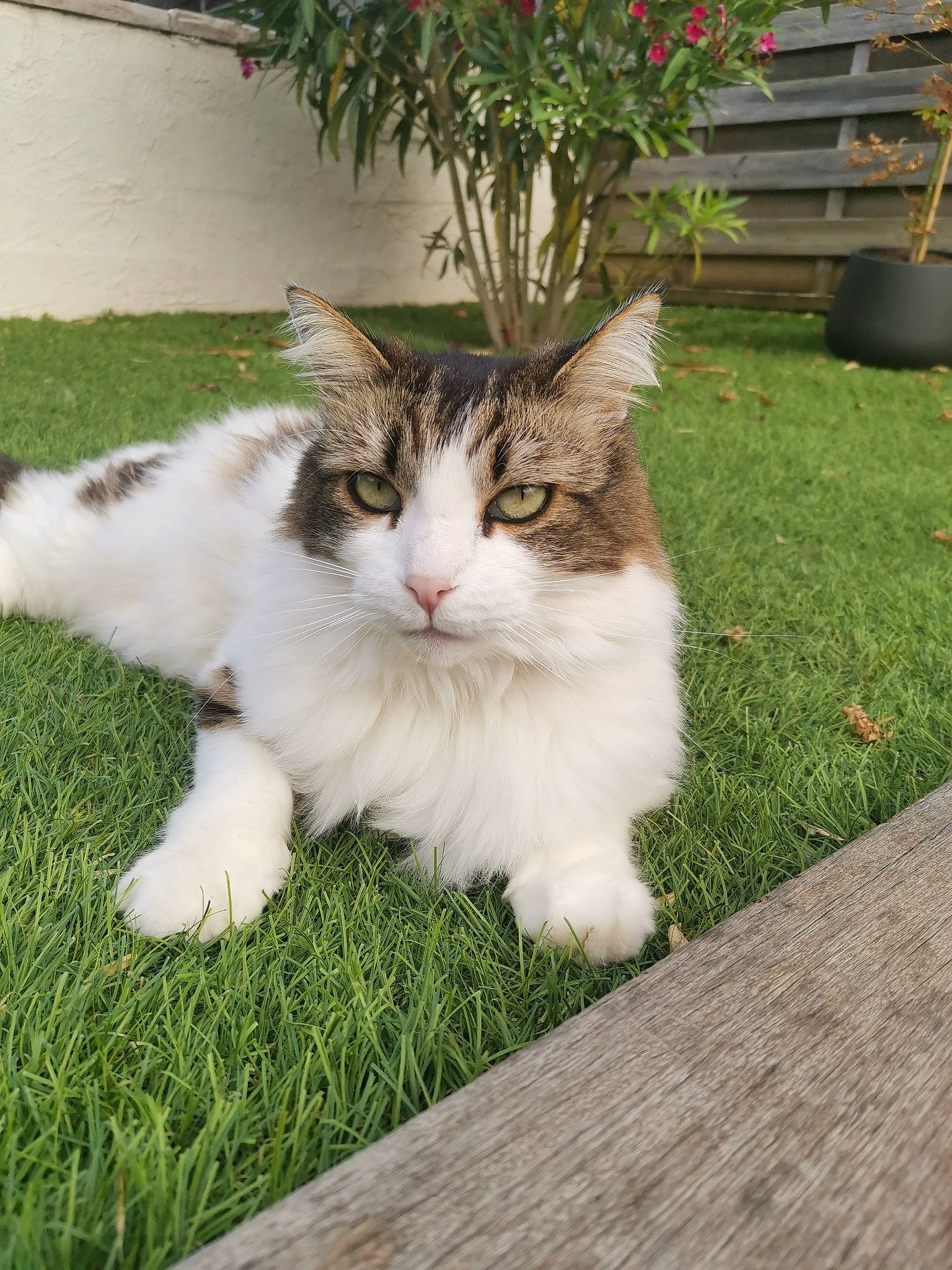 Calin participe au concours pour gagner de l'argent avec cette photo : aegean_cat, british_semi_longhair, carnivore, cat, domestic_long_haired_cat, domestic_short_haired_cat, european_shorthair, felidae, fur, grass, kitten, maine_coon, mammal, norwegian_forest_cat, plant, polydactyl_cat, ragamuffin, small_to_medium_sized_cats, tail, whiskers