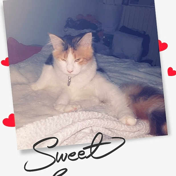 Réglisse participe au concours pour gagner de l'argent avec cette photo : bed, bedding, box, carnivore, cat, cat_supply, comfort, felidae, font, fur, linens, magenta, paw, photo_caption, rectangle, room, small_to_medium_sized_cats, tail, textile, whiskers