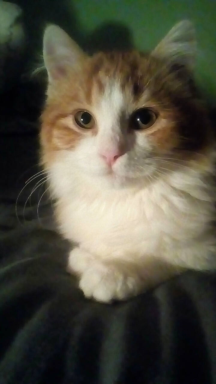 Nougat a rejoint le concours — aidez-le/la à gagner de superbes lots ! british_semi_longhair, carnivore, cat, domestic_long_haired_cat, eye, felidae, fur, iris, kitten, mammal, munchkin, napoleon_cat, norwegian_forest_cat, ragamuffin, ragdoll, siberian, small_to_medium_sized_cats, snout, vertebrate, whiskers