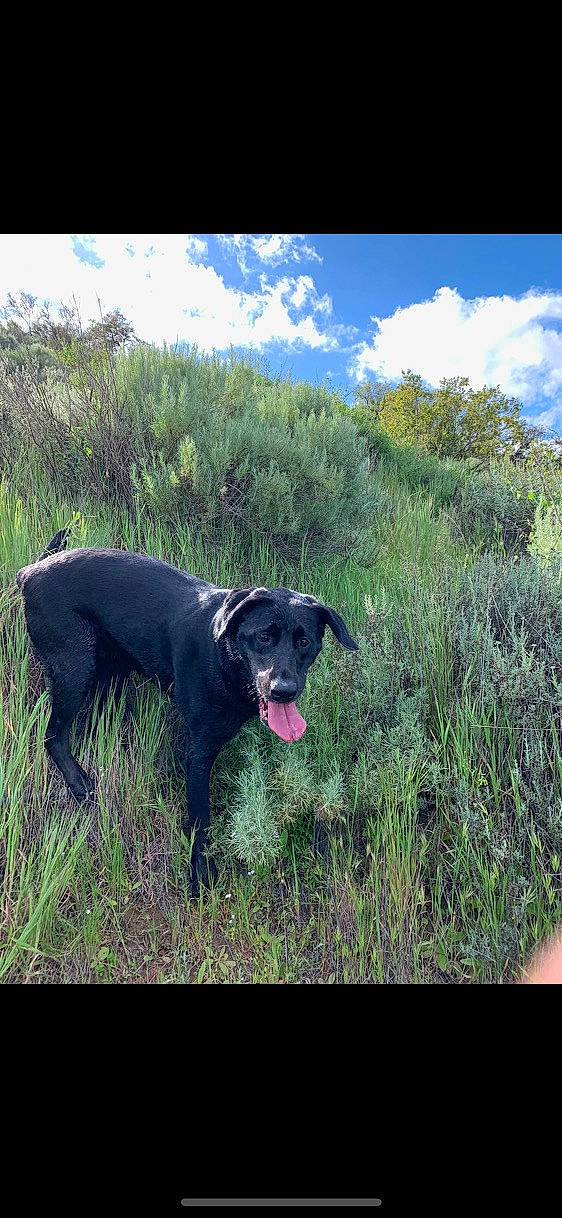 Alley joined the competition — help win amazing prizes! borador, canidae, carnivore, cloud, dog, dog_breed, grass, grassland, gun_dog, landscape, natural_landscape, pasture, plant, plant_community, prairie, sky, soil, sporting_group, tree, working_animal
