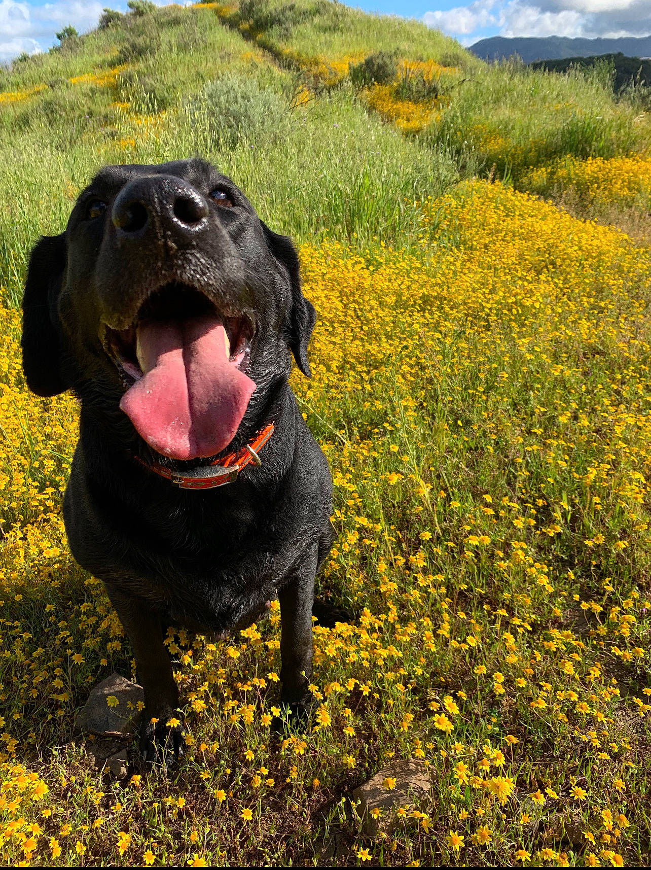 Alley joined the competition — help win amazing prizes! canidae, carnivore, cloud, companion_dog, dog, dog_breed, fawn, field, flower, grass, grassland, gun_dog, happy, landscape, people_in_nature, plant, sky, sporting_group, terrestrial_animal, working_animal