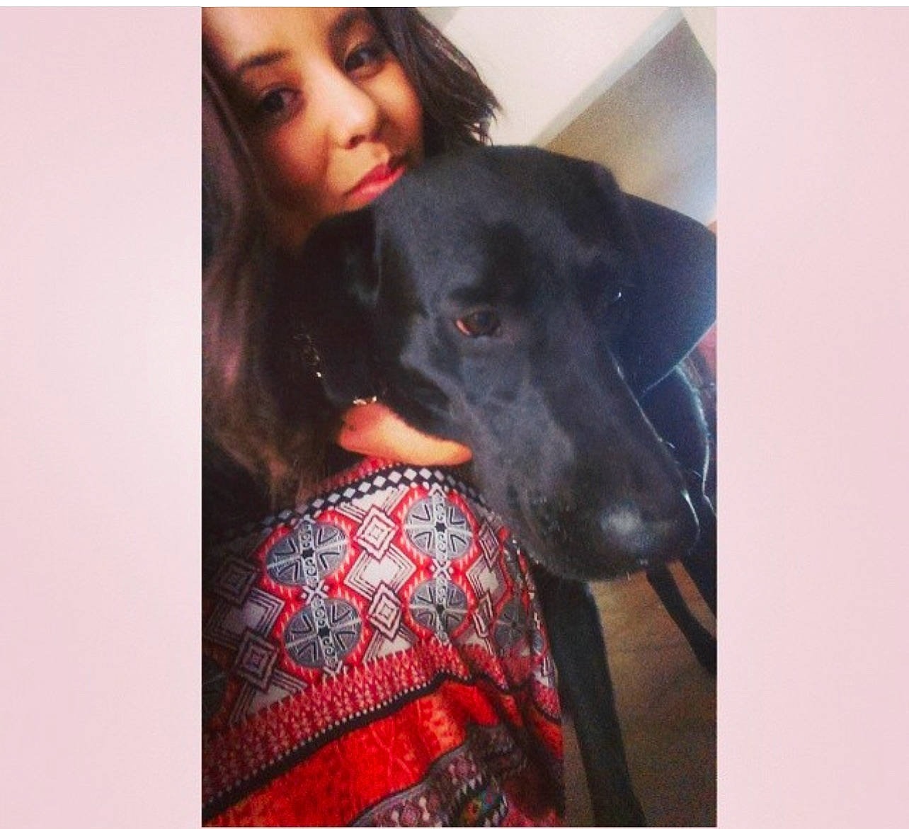 Alley joined the competition — help win amazing prizes! canidae, carnivore, collar, companion_dog, dog, dog_breed, dog_collar, electric_blue, fashion_accessory, fur, magenta, pattern, sleeve, snout, sporting_group, square, visual_arts, working_animal