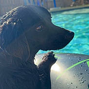 Stella joined the competition — help win amazing prizes! dog, black_dog, wet, pool, inflatable_tube, water_droplets, sunlight, outdoor, fence, backyard, summer, pet, animal, side_profile, daytime, blue_sky, reflection, playful, leisure, vacation