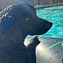 dog, black_dog, wet, pool, inflatable_tube, water_droplets, sunlight, outdoor, fence, backyard, summer, pet, animal, side_profile, daytime, blue_sky, reflection, playful, leisure, vacation