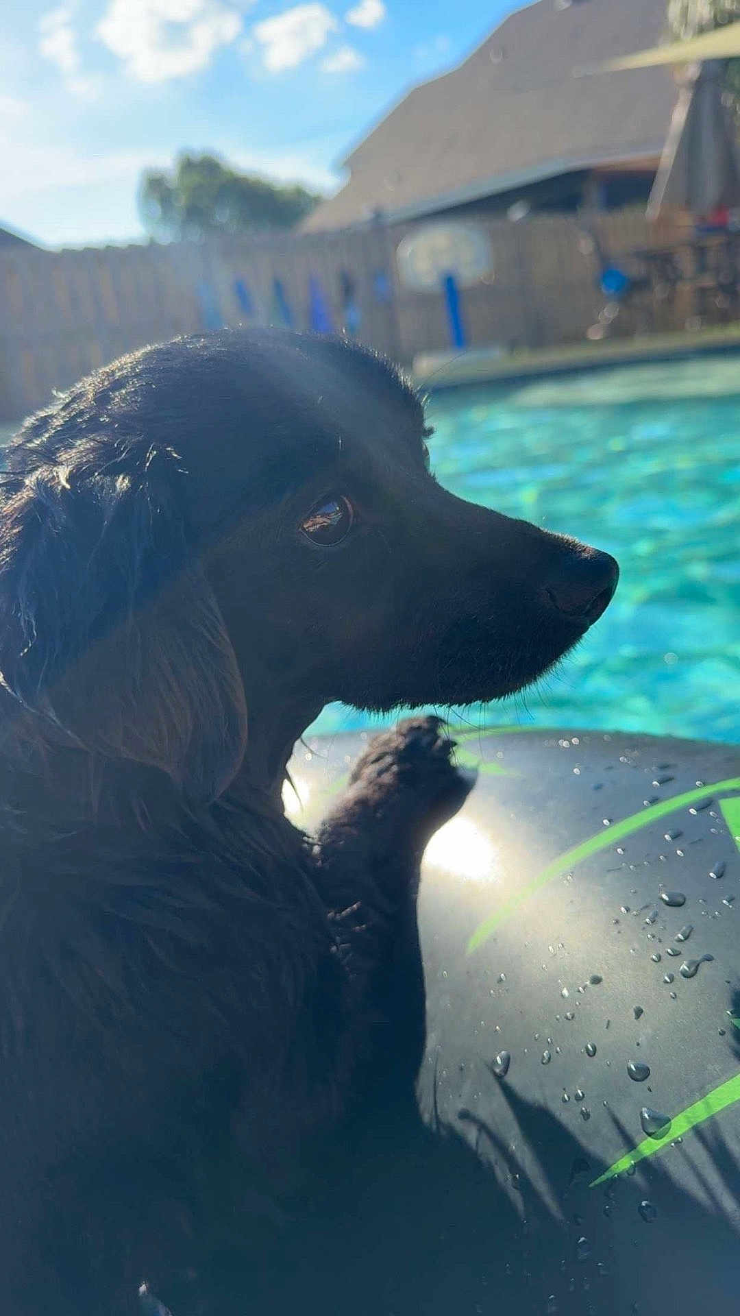 Stella