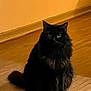 Raven is registered to the contest to win money with this photo: baseboard, black_cat, cat, curious, domestic_animal, feline, fluffy, fur, green_eyes, hardwood_floor, home, indoor, long_hair, pet, pet_portrait, portrait, shadow, sitting, wall, whiskers