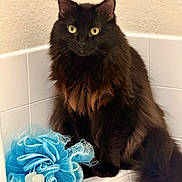 Raven is registered to the contest to win money with this photo: bathroom, bathtub, black_cat, blue, cat, closeup, corner, curious, domestic_animal, fluffy, fur, indoor, long_hair, loofah, pet, portrait, sitting, tile, whiskers, yellow_eyes