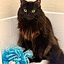 bathroom, bathtub, black_cat, blue, cat, closeup, corner, curious, domestic_animal, fluffy, fur, indoor, long_hair, loofah, pet, portrait, sitting, tile, whiskers, yellow_eyes