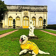Viana a rejoint le concours — aidez-le/la à gagner de superbes lots ! architecture, building, daylight, dog, door, garden, golden_retriever, grass, greenery, happy, outdoor, pet, playful, sky, statue, tongue_out, tree, walkway, window, yellow_raincoat