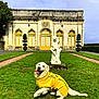 architecture, building, daylight, dog, door, garden, golden_retriever, grass, greenery, happy, outdoor, pet, playful, sky, statue, tongue_out, tree, walkway, window, yellow_raincoat