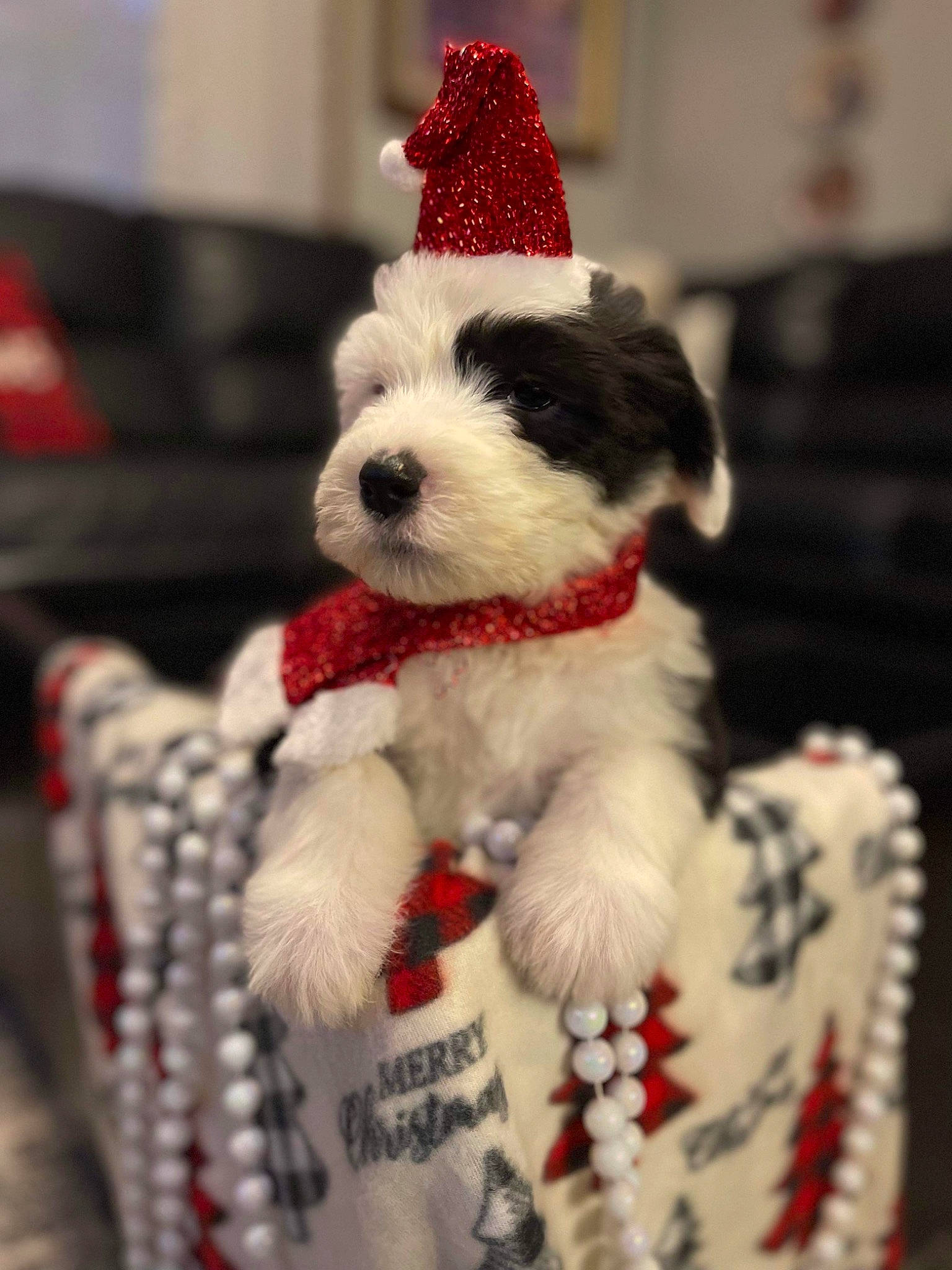 Alfie joined the competition — help win amazing prizes! art, carmine, christmas, collar, companion_dog, craft, creative_arts, event, fur, holiday, ornament, pattern, plush, snout, stuffed_toy, textile, toy, white, winter, wool