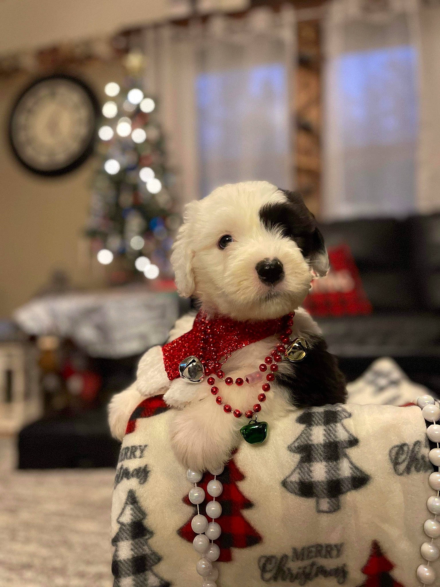 Alfie is registered to the contest to win money with this photo: bear, canidae, carmine, christmas, clock, companion_dog, event, fashion_design, fur, holiday, ornament, pattern, plush, room, snout, stuffed_toy, teddy_bear, toy, tradition, winter