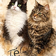 Félix Et Filou participe au concours pour gagner de l'argent avec cette photo : animal, artistic_background, black_and_white_cat, cat, cute, domestic_animal, ears, feline, fluffy_fur, furry, green_eyes, looking_away, mammal, pet, portrait, sitting, tabby_cat, two_cats, watercolor_effect, whiskers