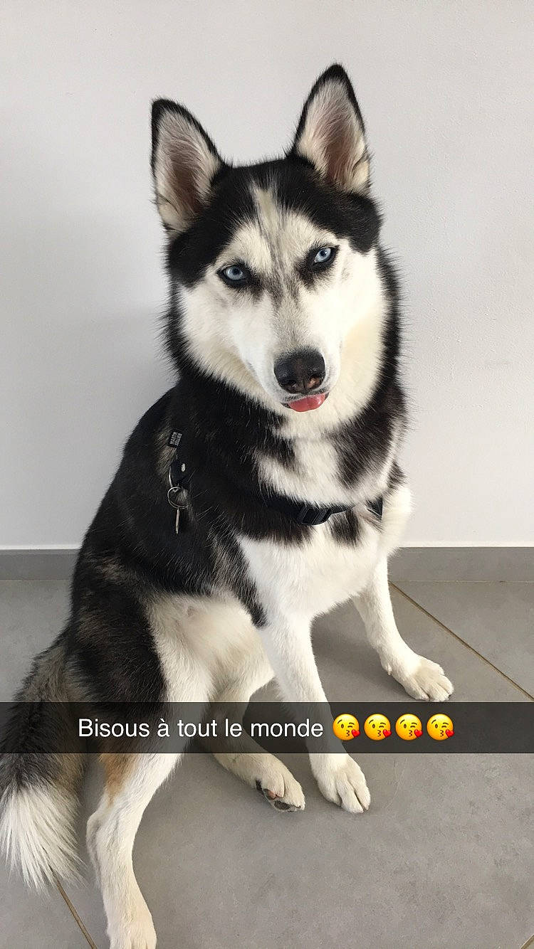 Oney participe au concours pour gagner de l'argent avec cette photo : alaskan_klee_kai, alaskan_malamute, canadian_eskimo_dog, canidae, carnivore, dog, dog_breed, jamthund, mammal, miniature_siberian_husky, native_american_indian_dog, northern_inuit_dog, saarloos_wolfdog, sakhalin_husky, seppala_siberian_sleddog, siberian_husky, sled_dog, tamaskan_dog, vertebrate, wolfdog
