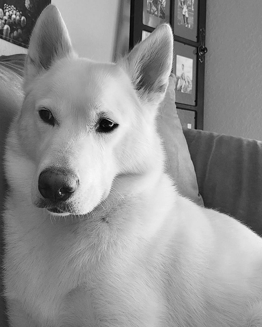 Taz is registered to the contest to win money with this photo: ancient_dog_breeds, canidae, carnivore, companion_dog, dog, dog_breed, fur, giant_dog_breed, jaw, monochrome, monochrome_photography, non_sporting_group, picture_frame, snout, sporting_group, style, terrestrial_animal, whiskers, white, working_animal