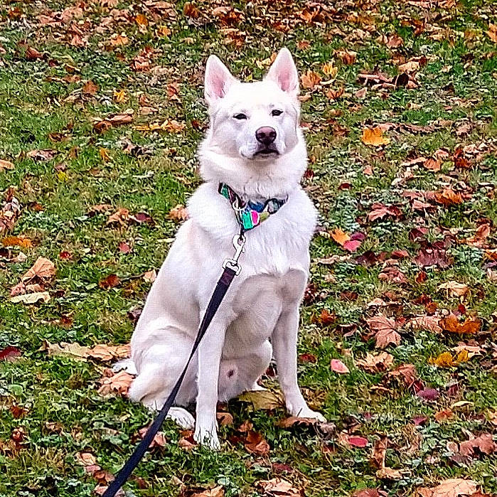 Taz is registered to the contest to win money with this photo: canidae, carnivore, collar, companion_dog, dog, dog_breed, dog_collar, dog_supply, fashion_accessory, fawn, grass, groundcover, kintamani, leash, pet_supply, plant, sporting_group, tail, tracking_trial, working_animal