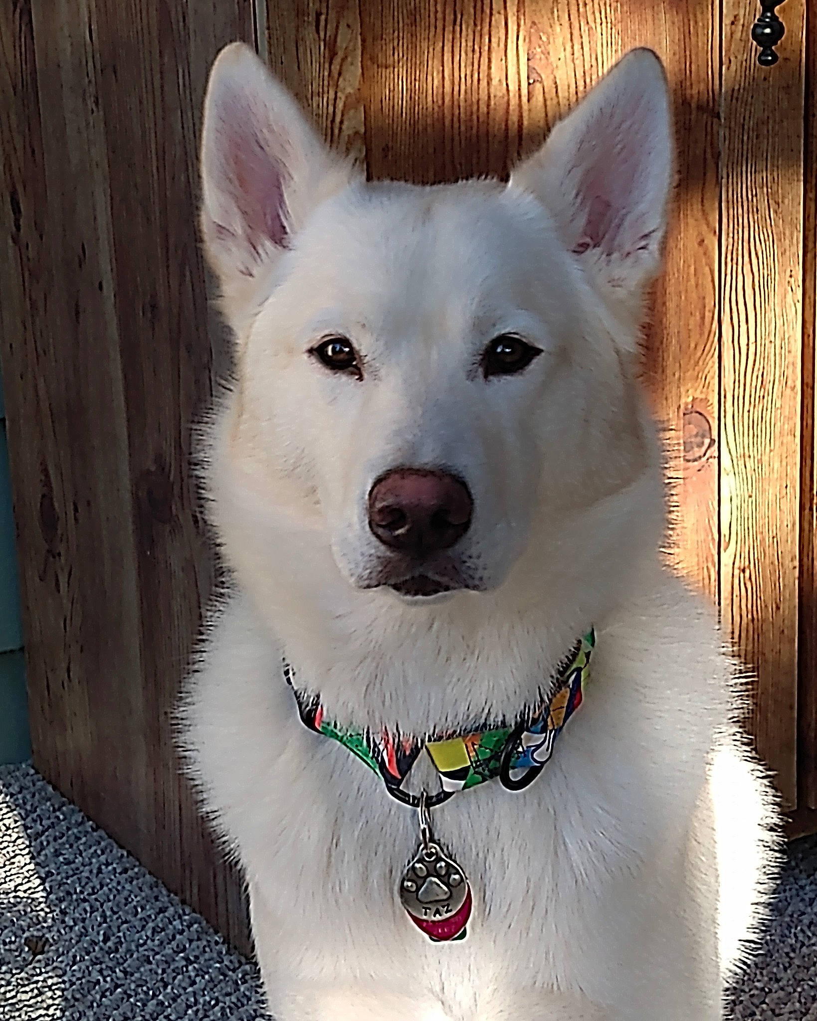 Taz is registered to the contest to win money with this photo: ancient_dog_breeds, canidae, carnivore, collar, companion_dog, dog, dog_breed, dog_collar, eye, fur, giant_dog_breed, non_sporting_group, snout, sporting_group, terrestrial_animal, whiskers, working_animal, working_dog