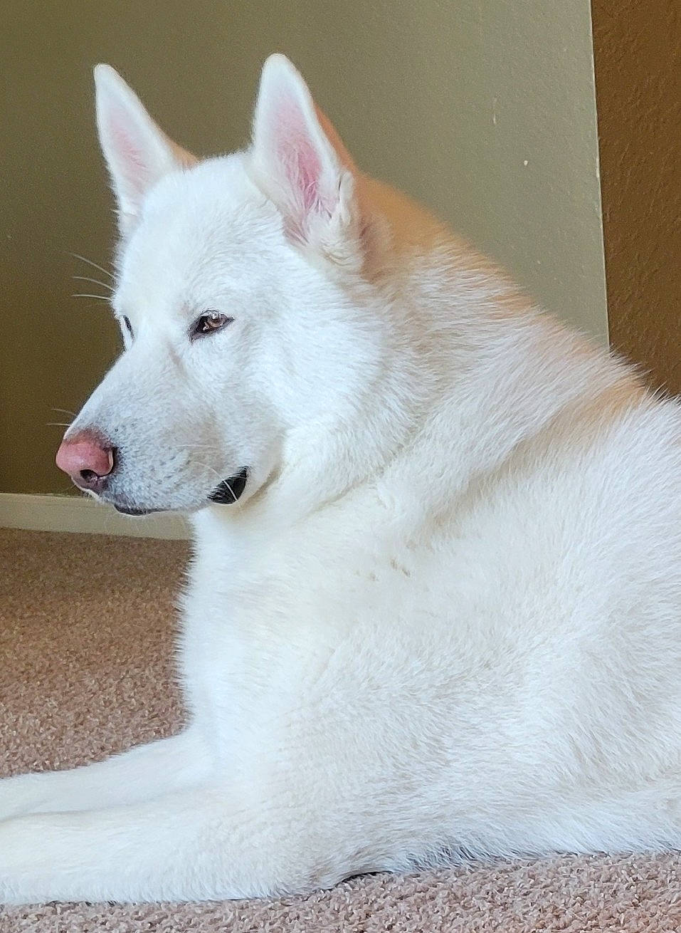 Bodhi joined the competition — help win amazing prizes! ancient_dog_breeds, canidae, carnivore, companion_dog, dog, dog_breed, eye, fur, jaw, no_expression, non_sporting_group, snout, terrestrial_animal, working_animal