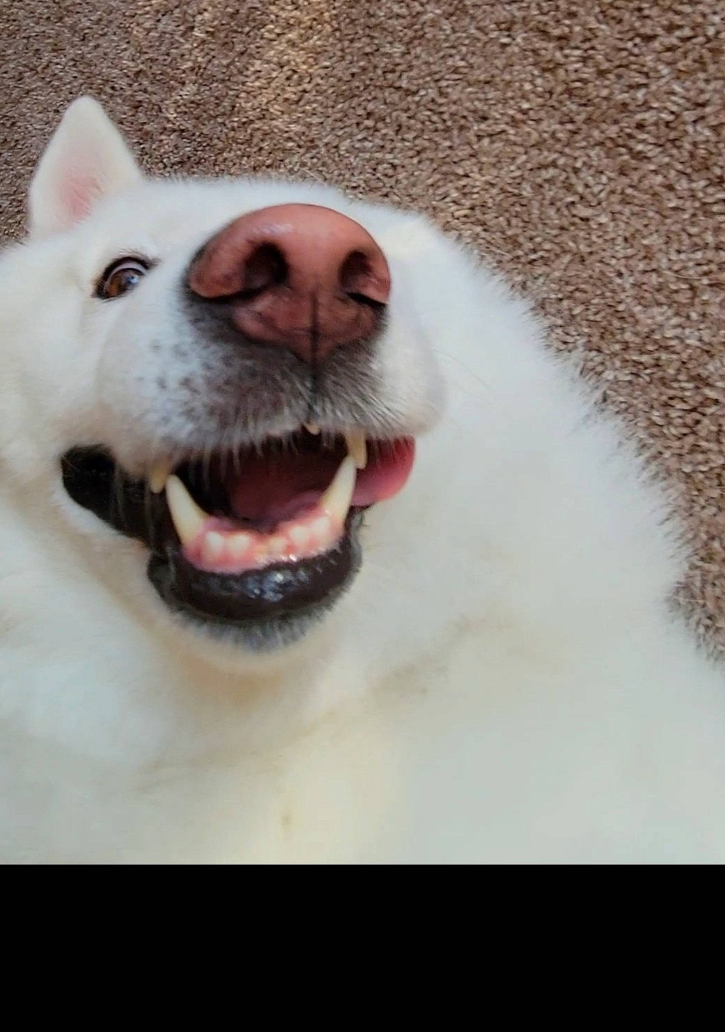 Bodhi is registered to the contest to win money with this photo: canidae, carnivore, collar, companion_dog, dog, dog_breed, dog_collar, fang, fawn, fur, jaw, paw, shout, snout, sporting_group, terrestrial_animal, tongue, whiskers, working_animal, yawn