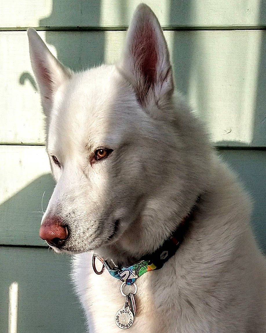 Bodhi joined the competition — help win amazing prizes! ancient_dog_breeds, canidae, canis, carnivore, collar, companion_dog, dog, dog_breed, dog_collar, eye, fur, head, iris, jaw, snout, sporting_group, terrestrial_animal, whiskers, wolf, working_animal