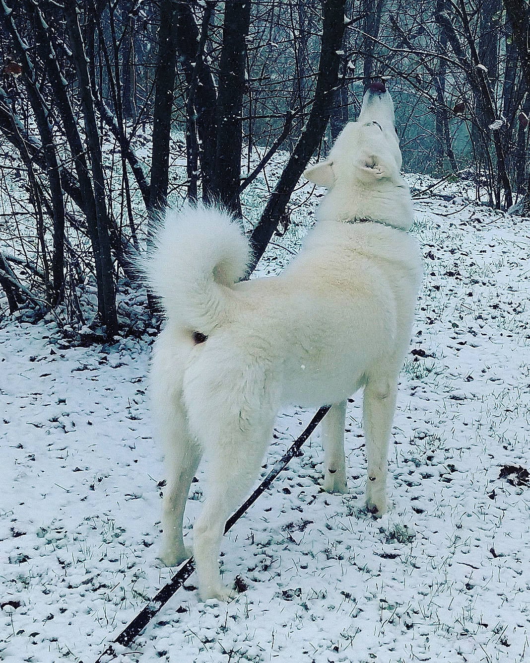 Bodhi joined the competition — help win amazing prizes! ancient_dog_breeds, canidae, carnivore, companion_dog, dog, dog_breed, fawn, forest, freezing, fur, non_sporting_group, plant, snow, spitz, sporting_group, tail, tree, winter, working_dog