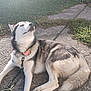 Angel joined the competition — help win amazing prizes! animal, canine, collar, concrete, cute, daytime, dog, fur, grass, husky, leash, muzzle, nature, outdoor, paw, pet, relaxing, resting, sunlight, tail
