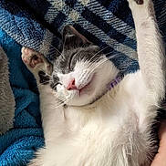 Mimmy joined the competition — help win amazing prizes! abyssinian, animal, bed, bedroom, blanket, cat, couch, face, furniture, head, indoors, kitten, manx, person, pet, photography, portrait, quilt, sleeping, towel